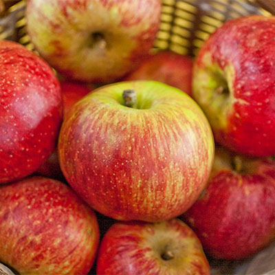Early McIntosh - New England Apples