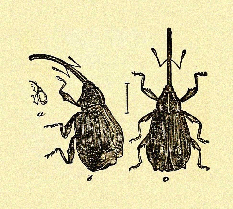 The Plum Curculio Insect